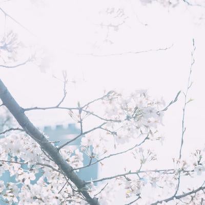 桜が咲く日中の写真